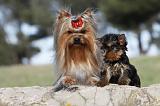 YORKSHIRE TERRIER 387